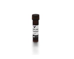 Vector Laboratories WFA, WFL, Fluorescein, 2 mg FL-1351-2MG, Quantity: