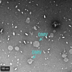 System Biosciences LLC&nbsp;EXOBACTERIA OMV ISOLATION KIT - 20 Reactions