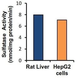 Abcam Sulfatase Activity Assay Kit (Colorimetric), Quantity: Each of 1