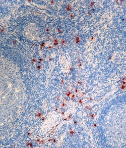 Biolegend Purified anti-human Mast Cell Tryptase, Quantity: Each of 1