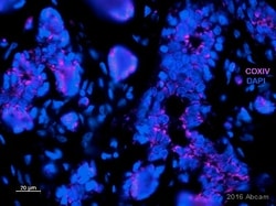 Abcam Rabbit polyclonal to COX IV - Mitochondrial Loading Control, Quantity: