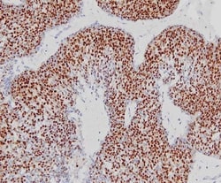 Abcam Goat Anti-Rabbit IgG H&L (HRP polymer), Quantity: Each of 1