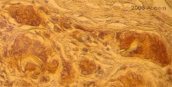 Abcam Anti-CD68 antibody [PG-M1], Quantity: Each of 1