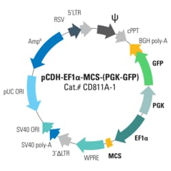 System Biosciences LLC&nbsp;pCDH-EF1α-MCS-(PGK-GFP) Bidirectional Promoter Cloning and Expression LentivectorpCDH-EF1α-MCS-(PGK-GFP) Bidirectional Promoter, Cloning and Expression Lentivector = 10ug
