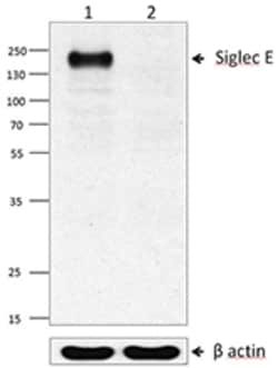 Biolegend Purified anti-Siglec-E, Quantity: Each of 1