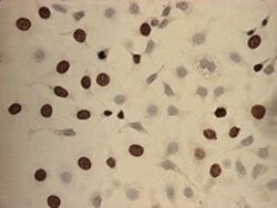 Abcam BrdU Immunohistochemistry Kit, 1 kit, Quantity: Each of 1