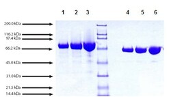 Abcam Native Cynomolgus monkey Transferrin protein