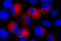 Biolegend Alexa Fluor 594 anti-c-Myc, Quantity: Each of 1