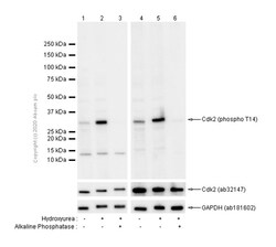 Abcam Rabbit monoclonal [EP2234Y] to CDK2 (phospho T14), Quantity: Each