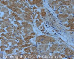 Abcam Mouse monoclonal [VG-1] to VEGFA, Quantity: Each of 1