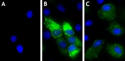 Biolegend Alexa Fluor 488 anti-DYKDDDDK Tag, Quantity: Each of 1