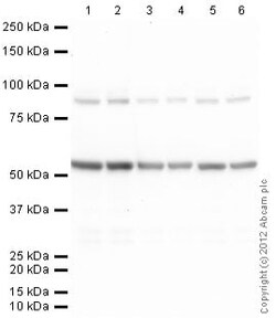 Abcam&nbsp;Rabbit Anti-Rat IgG H&L (Alkaline Phosphatase)