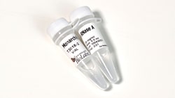 New England Biolabs, Inc. Monarch RNase A – 1 ml (2x0.5ml), Quantity: Each