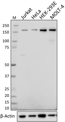 Biolegend Purified anti-TCF8 (ZEB1), Quantity: Each of 1