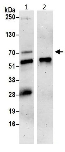 Abcam Rabbit polyclonal to Cdc25A, 50ug, Quantity: Each of 1
