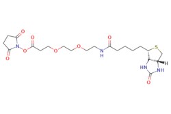 eMolecules​ Biotin-PEG2-NHS ester | 596820-83-6 | MFCD00467154 | >95.0%