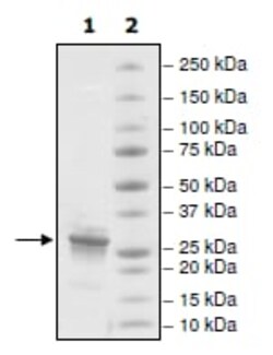 Abcam Recombinant Human Histone H1 protein, Quantity: Each of 1