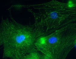 Lonza Walkersville Rat Neonatal Cardiomyocytes, Quantity: Each of 1