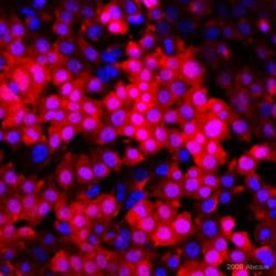 Abcam Rabbit polyclonal to Firefly Luciferase, Quantity: Each of 1
