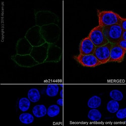 Abcam Rabbit monoclonal [EPR20043] to TROP2, Quantity: Each of 1