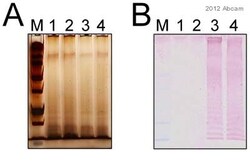 Abcam Mouse monoclonal [1E6] to Salmonella typhimurium LPS, Quantity: Each