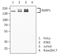 Biolegend Purified anti-NLRP1, Quantity: Each of 1