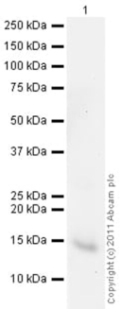 Abcam Rabbit polyclonal to FKBP12, Quantity: Each of 1