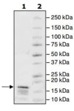 Abcam Recombinant Human Histone H2A (biotinylated ) protein, 50UG, Quantity:
