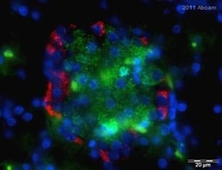 Abcam Mouse monoclonal [K79bB10] to Glucagon, Quantity: Each of 1
