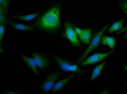 Abcam Rabbit polyclonal to ADFP, Quantity: Each of 1