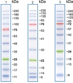 Abcam Prestained Protein Ladder ¿ Broad molecular weight (10-245 kDa),