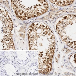 Abcam Mouse monoclonal [4D6] to CRBN, Quantity: Each of 1