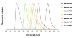 Abcam Rat monoclonal [SB84a] Anti-Mouse IgG2a heavy chain (Alexa Fluor 647)