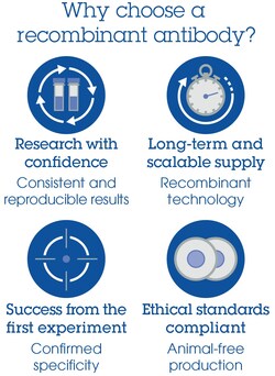 Abcam Rabbit monoclonal [EPR21991] to ATR (phospho T1989) - BSA and Azide