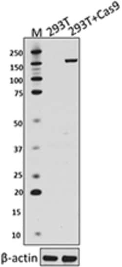Biolegend Purified anti-CRISPR (Cas9), Quantity: Each of 1