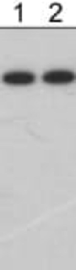 Abcam Mouse monoclonal [M221] to eNOS, Quantity: Each of 1