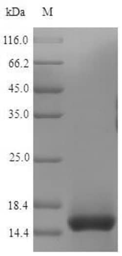 Abcam Recombinant Mouse CD3 epsilon protein (His tag), 100UG, Quantity: