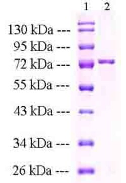 Abcam Recombinant human Hsp70 protein, Quantity: Each of 1