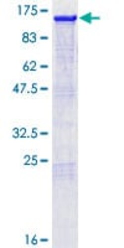 Abcam Recombinant Human Nrf2 protein, 10UG, Quantity: Each of 1