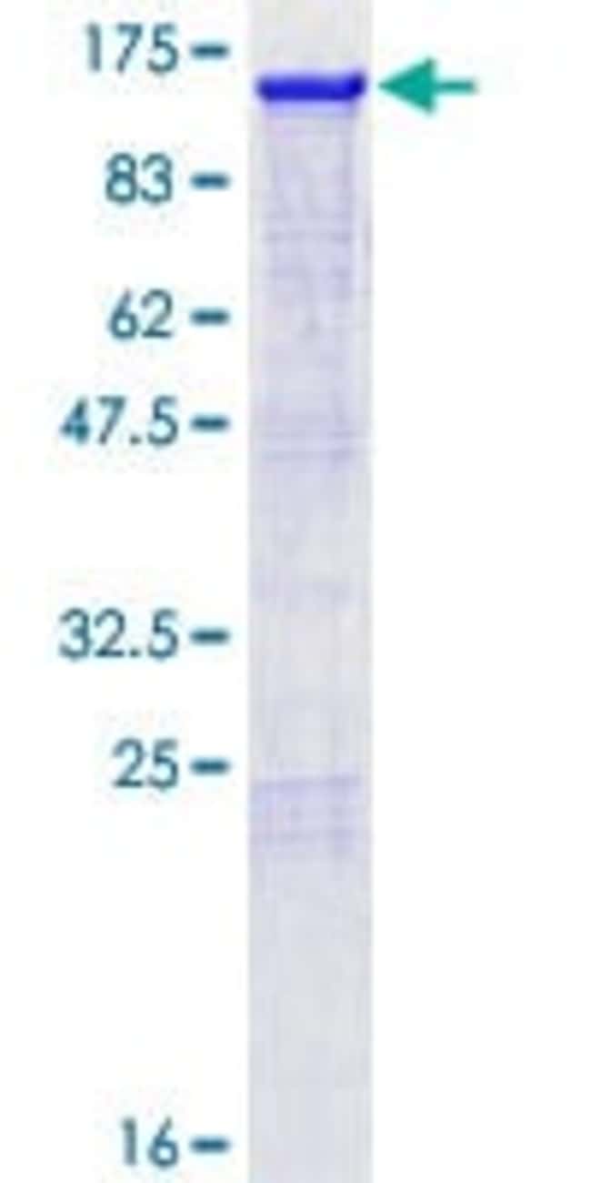 Abcam Human Nrf2 protein 10ug, Quantity Each of 1 Fisher Scientific