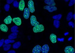 Abcam EdU Assay / EdU Staining Proliferation Kit (iFluor 488), Quantity: