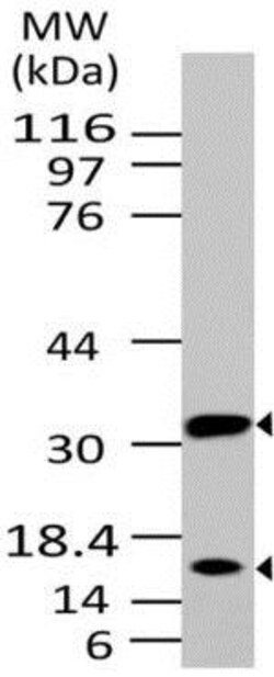 Abcam Mouse monoclonal [ABM1C12] to Caspase-3, Quantity: Each of 1