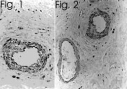 Abcam Mouse monoclonal [TR.ET.48.5] to Endothelin 1, Quantity: Each of