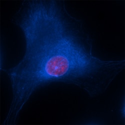 Biolegend Brilliant Violet 421 anti-β-actin, Quantity: Each of 1