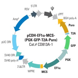 System Biosciences LLC&nbsp;pCDH-EF1α-MCS-(PGK-GFP-T2A-Puro) Bidirectional Promoter Cloning and Expression LentivectorpCDH-EF1α-MCS-(PGK-GFP-T2A-Puro) Cloning and Expression Lentivector = 10ug