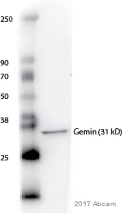Abcam Mouse monoclonal [2B1] to SMN/Gemin 1, Quantity: Each of 1