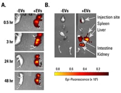 System Biosciences LLC&nbsp;EXOGLOW LABELING KITExoGlow&trade;-Vivo EV Labeling Kit (Near IR) = 12 Reactions