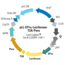System Biosciences LLC&nbsp;PLL-EF1A-LUCIFERASE LENTIVECTRpLL-EF1a-Luciferase-T2A-Puro (Lenti-Labeler&trade; plasmid) = 10ug