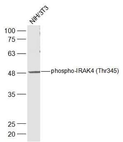 Abcam Rabbit polyclonal to IRAK4 (phospho T345), Quantity: Each of 1