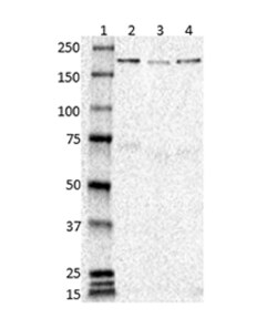 Biolegend Anti-CD171 (L1CAM), Quantity: Each of 1